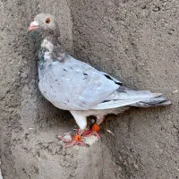 جوجه هفرنگ دودی