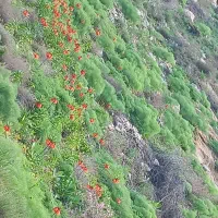 علوفه کوهستان