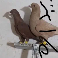 کوهی دورگ نر