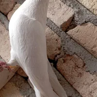 کبوتر، شهری جوجه و سفید تهرونی ماده