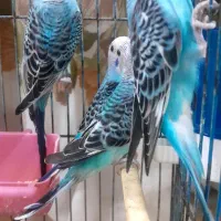 مرغعشق معاوضه با عروس هلندی نر
