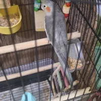 فروش عروس هلندی