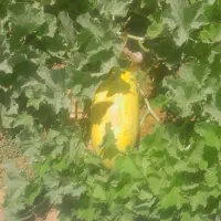 خربوزه مشهدی