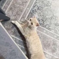 گربه اسکاتیش