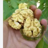 گردو تازه