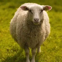 تعداد ۱۶راس نر فروشی