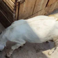 نری