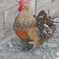 خروس سلطانی