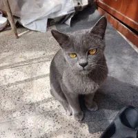 گربه بریتیش