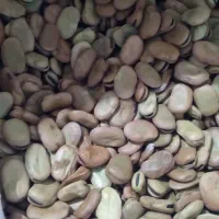 باقله تمیز عالی موجود است