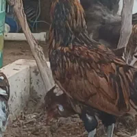 خروس خوشکل نژاددار