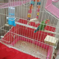 فروش کوتوله برزیلی