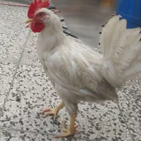 دوتا جوجه خروس سالم سرحال