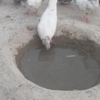 کبوتردرجه یک تیزپر