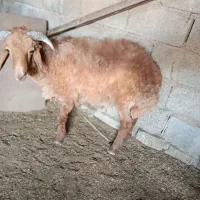 بره نر پر گوشت
