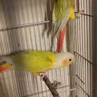 طوطی گرینچیک رد چیک