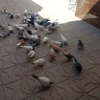 کفتر