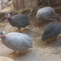 مرغ و خروس شاخدار و گلین