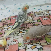۷ عروس هلندی سخنگو