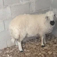 بره نر