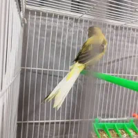 قناری نر رسمی بلند