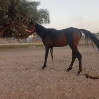 اسب|اسب و تجهیزات اسب‌سواری|گتوند, |دیوار