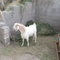 گوسفند فروشی