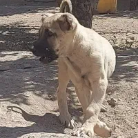 سرابی ۳ماهه