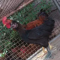 باریک و خروسک محلی