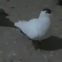 کبوترگمشده