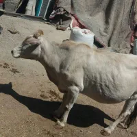 گاو چاق .گوساله
