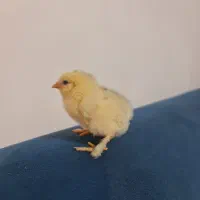 جوجه برهما و گلین