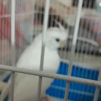 نر.|پرنده|اصفهان, مولوی|دیوار