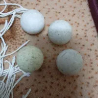 توپ فوتبال دستی
