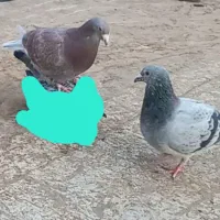 سلام گمشده