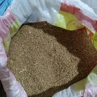 گندم فروشی