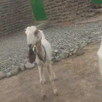 بز جوان فروشی
