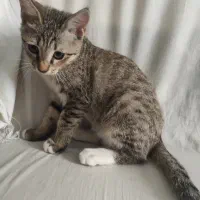 گربه|گربه|پرند, فاز ۶|دیوار