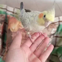 پرنده