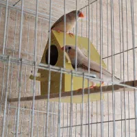 فنچ|پرنده|گرگان, |دیوار