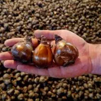 پیاز نرگس شهلا  گله دار فارس