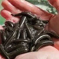 آموزش تخصصی پرورش زلو