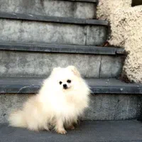 پامر ماده نزدیک دوسال یکبارهم توله داده