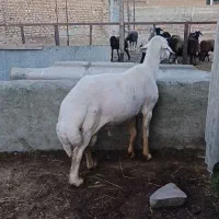 قوچ هرکول بسیار درشت