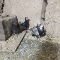 کبوتر