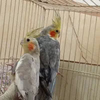 پرنده