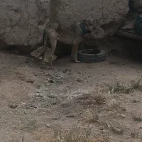 ماده سرابی