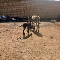 دو تا خر ماده درشت گوسفندی
