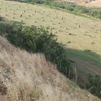 یونجه