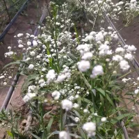 نیروی خانم جهت کار گلخانه
